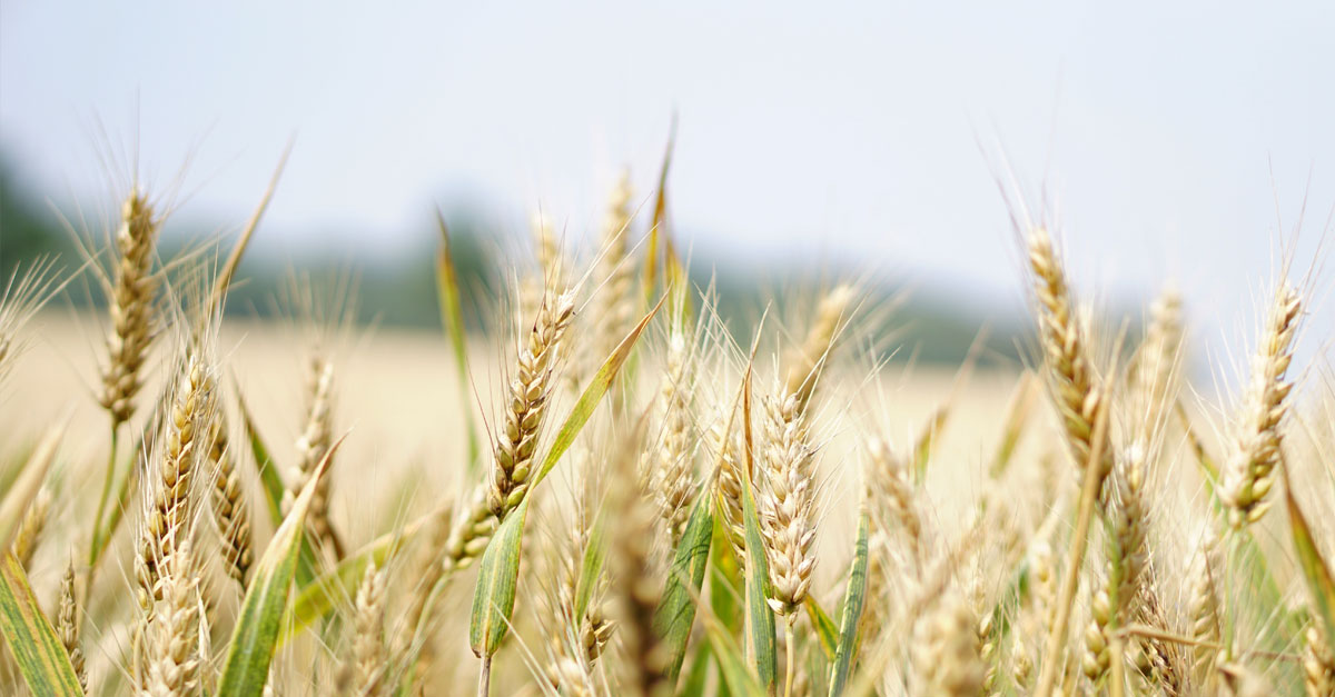 Struttura didattica – Master in Diritto dei Mercati Agroalimentari